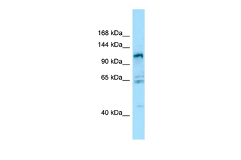 GPRC6A Rabbit Polyclonal Antibody
