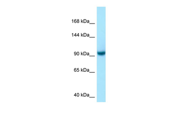 USO1 Rabbit Polyclonal Antibody