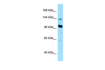 USO1 Rabbit Polyclonal Antibody