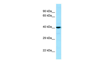 SUCLA2 Rabbit Polyclonal Antibody