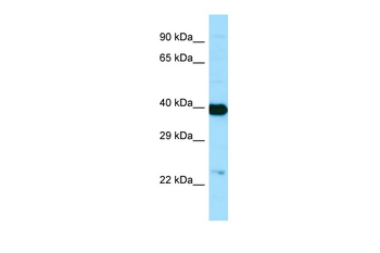 NANS Rabbit Polyclonal Antibody