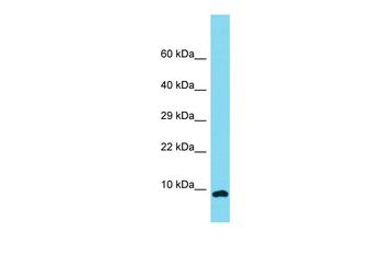C12orf75 Rabbit Polyclonal Antibody