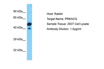 PRKACG Rabbit Polyclonal Antibody