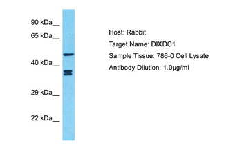 DIXDC1 Rabbit Polyclonal Antibody