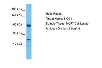 BICC1 Rabbit Polyclonal Antibody
