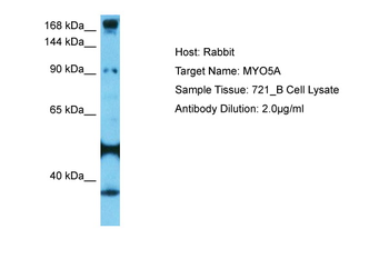 MYO5A Rabbit Polyclonal Antibody
