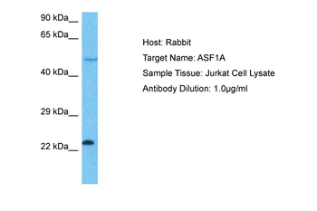 ASF1A Rabbit Polyclonal Antibody