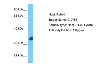 CAPZB Rabbit Polyclonal Antibody