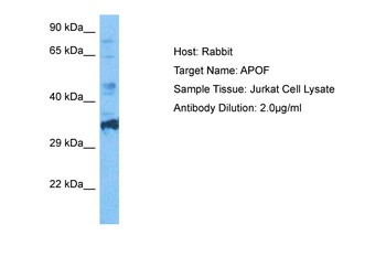 APOF Rabbit Polyclonal Antibody