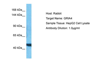 GRIA4 Rabbit Polyclonal Antibody