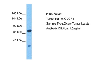 CDCP1 Rabbit Polyclonal Antibody
