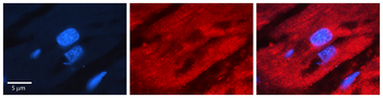 IRF2 Rabbit Polyclonal Antibody
