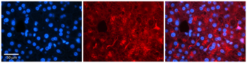 RARA Rabbit Polyclonal Antibody