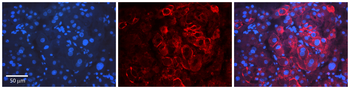 ID2 Rabbit Polyclonal Antibody