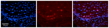 ID2 Rabbit Polyclonal Antibody
