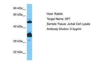 SP7 Rabbit Polyclonal Antibody