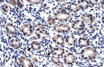 SP7 Rabbit Polyclonal Antibody