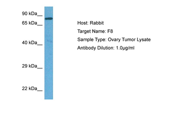 F8 Rabbit Polyclonal Antibody