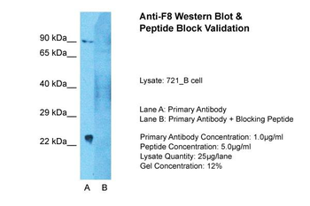F8 Rabbit Polyclonal Antibody