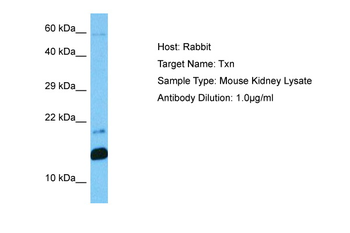 TXN Rabbit Polyclonal Antibody