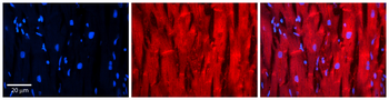 TXN Rabbit Polyclonal Antibody