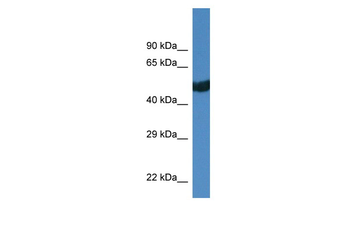 Thra Rabbit Polyclonal Antibody