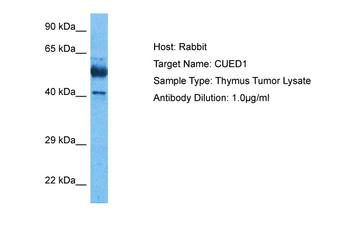 CUEDC1 Rabbit Polyclonal Antibody