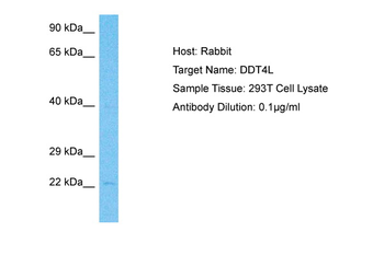 DDIT4L Rabbit Polyclonal Antibody