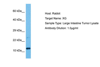 XG Rabbit Polyclonal Antibody