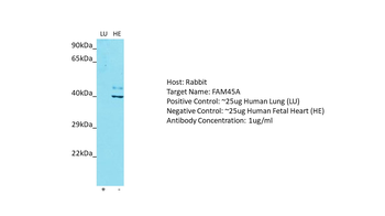 FAM45A Rabbit Polyclonal Antibody
