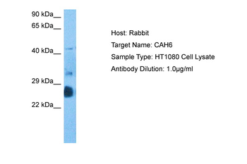 CA6 Rabbit Polyclonal Antibody