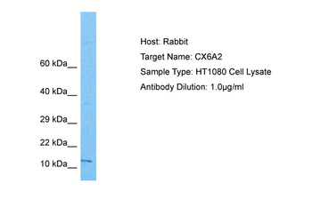 COX6A2 Rabbit Polyclonal Antibody