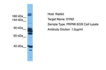 DNM2 Rabbit Polyclonal Antibody