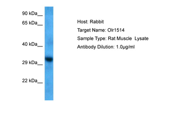 OR1A1 Rabbit Polyclonal Antibody