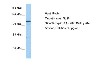 FILIP1 Rabbit Polyclonal Antibody