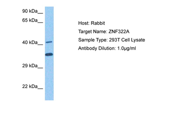 ZNF322 Rabbit Polyclonal Antibody
