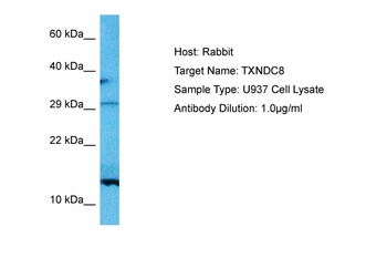 TXNDC8 Rabbit Polyclonal Antibody