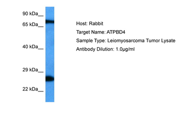 DPH6 Rabbit Polyclonal Antibody