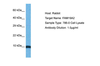 FAM19A2 Rabbit Polyclonal Antibody