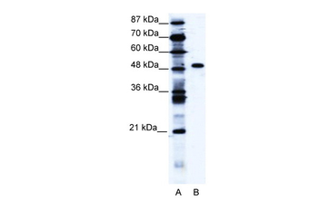 ZNF541 Rabbit Polyclonal Antibody