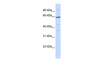 TCF7L1 Rabbit Polyclonal Antibody