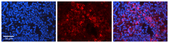 HSP90AA1 Rabbit Polyclonal Antibody