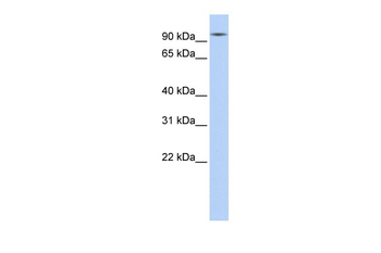 HSP90AA1 Rabbit Polyclonal Antibody