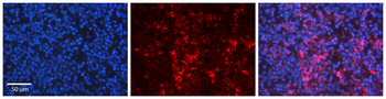 Cdk5r1 Rabbit Polyclonal Antibody