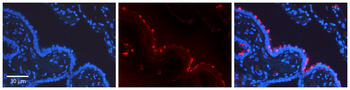 STAT3 Rabbit Polyclonal Antibody