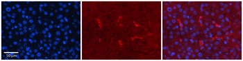 CDK2 Rabbit Polyclonal Antibody