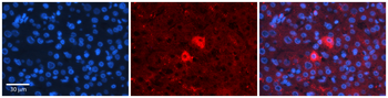 RELA Rabbit Polyclonal Antibody
