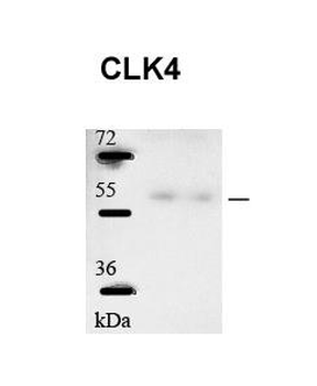 CLK4 Rabbit Polyclonal Antibody