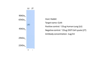 CLK4 Rabbit Polyclonal Antibody