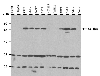 DYRK3 Rabbit Polyclonal Antibody